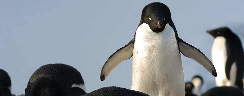 Adelie penguins - Courtesy of Antarctica XXI
