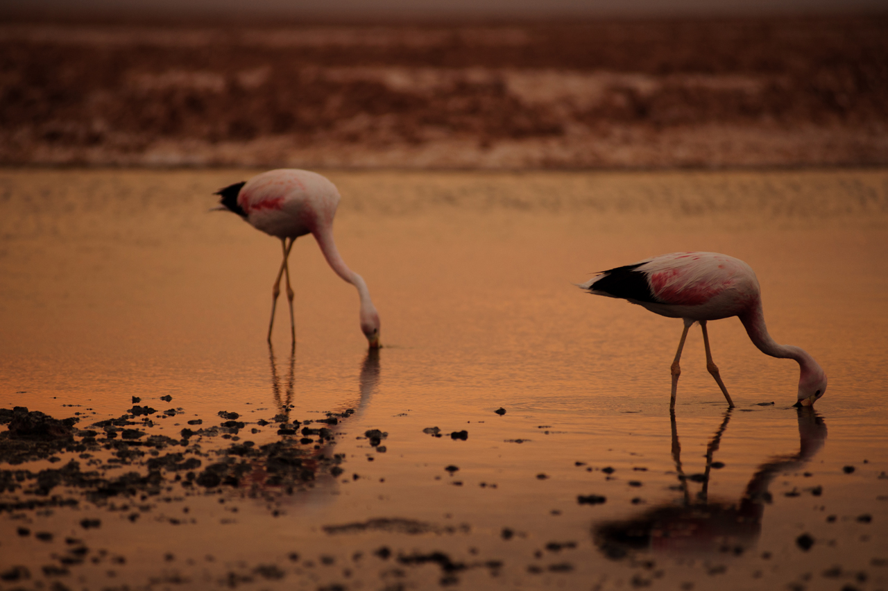 Laguna Chaxa - Courtesy of Casa Atacama